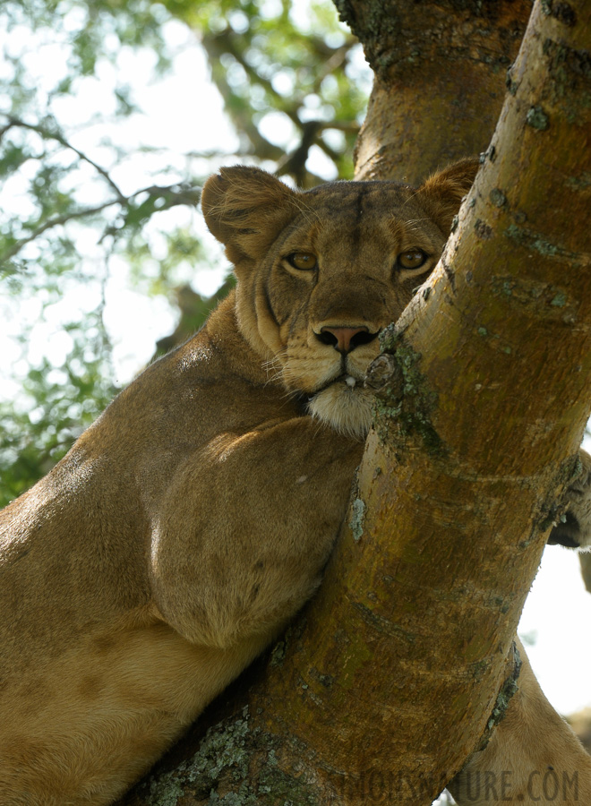 Panthera leo leo [330 mm, 1/250 sec at f / 9.0, ISO 800]